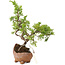 Juniperus chinensis Itoigawa, 16,5 cm, ± 5 jaar oud