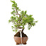 Juniperus chinensis Itoigawa, 16,5 cm, ± 5 jaar oud