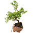 Juniperus chinensis Itoigawa, 16,5 cm, ± 5 jaar oud