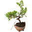Juniperus chinensis Itoigawa, 16,5 cm, ± 5 jaar oud