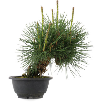 Pinus thunbergii, 22 cm, ± 18 years old