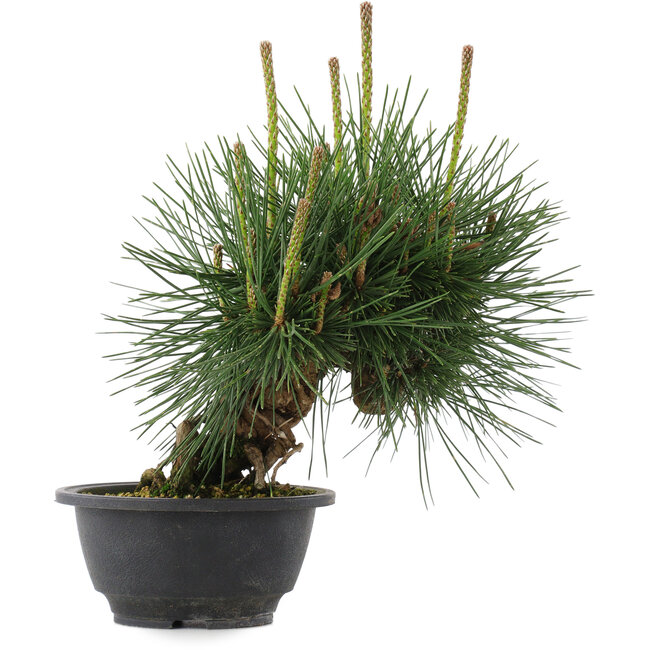 Pinus thunbergii, 22 cm, ± 18 jaar oud