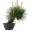 Pinus thunbergii, 22 cm, ± 18 jaar oud