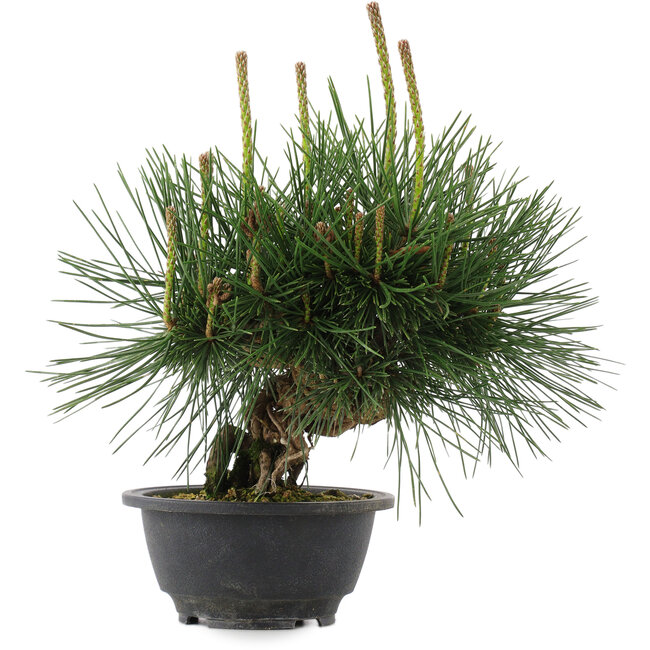 Pinus thunbergii, 22 cm, ± 18 años