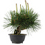 Pinus thunbergii, 22 cm, ± 18 jaar oud