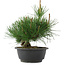 Pinus thunbergii, 27,5 cm, ± 18 ans