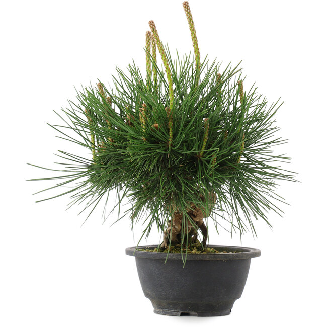 Pinus thunbergii, 22 cm, ± 18 años