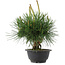 Pinus thunbergii, 22 cm, ± 18 jaar oud