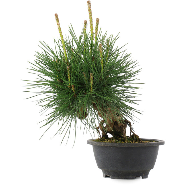 Pinus thunbergii, 22 cm, ± 18 anni