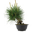 Pinus thunbergii, 22 cm, ± 18 jaar oud