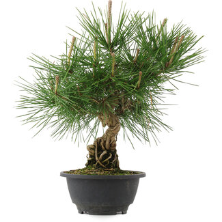 Pinus thunbergii, 31,5 cm, ± 18 years old