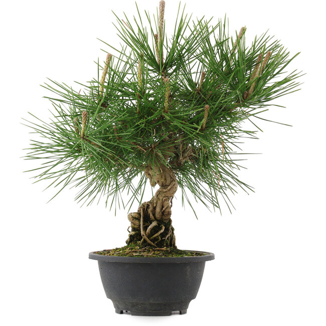 Pinus thunbergii, 31,5 cm, ± 18 years old