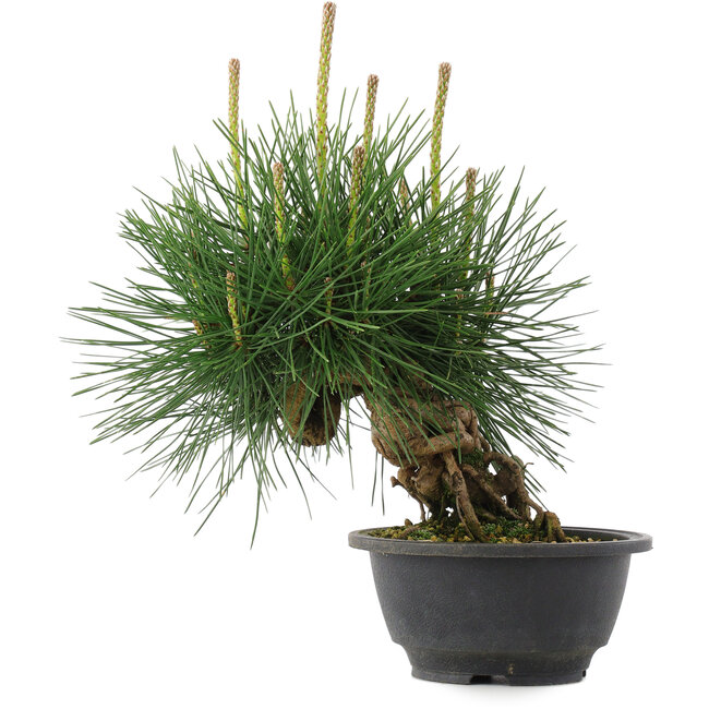 Pinus thunbergii, 22 cm, ± 18 anni