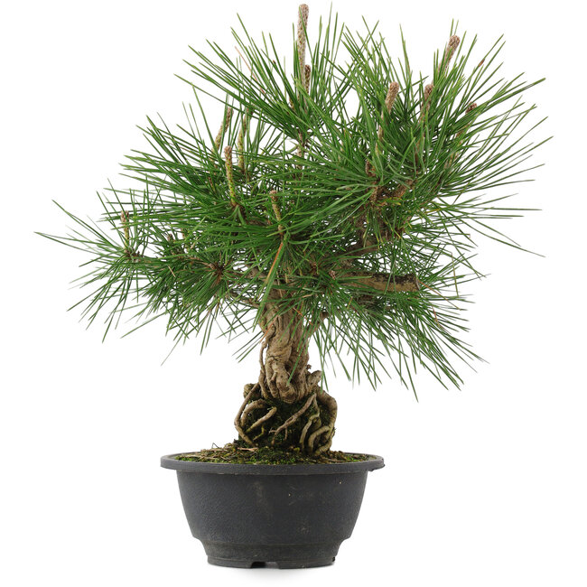 Pinus thunbergii, 31,5 cm, ± 18 anni