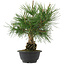 Pinus thunbergii, 31,5 cm, ± 18 años