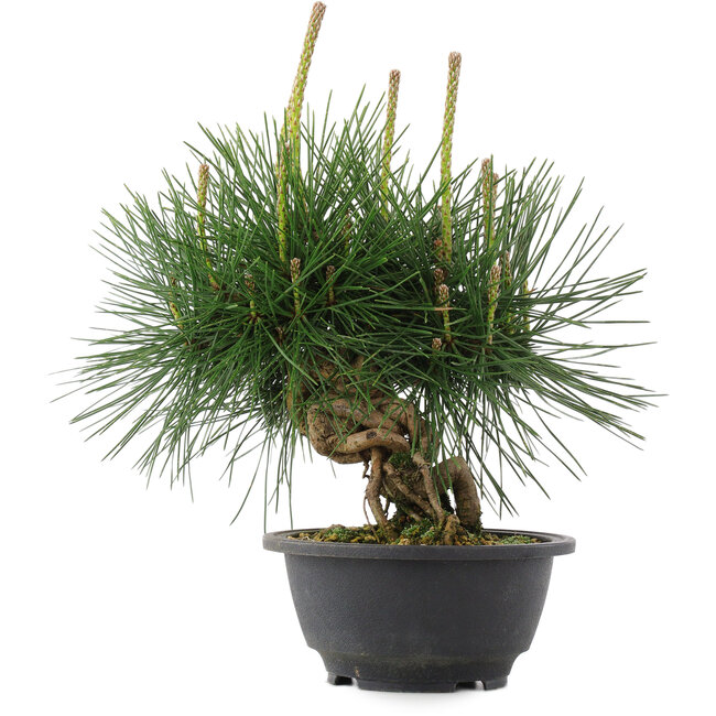 Pinus thunbergii, 22 cm, ± 18 ans