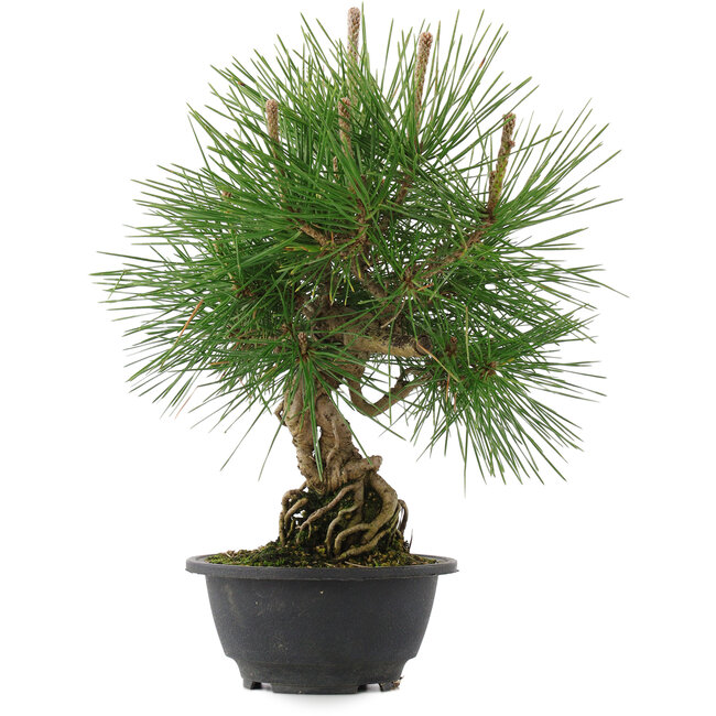 Pinus thunbergii, 31,5 cm, ± 18 Jahre alt