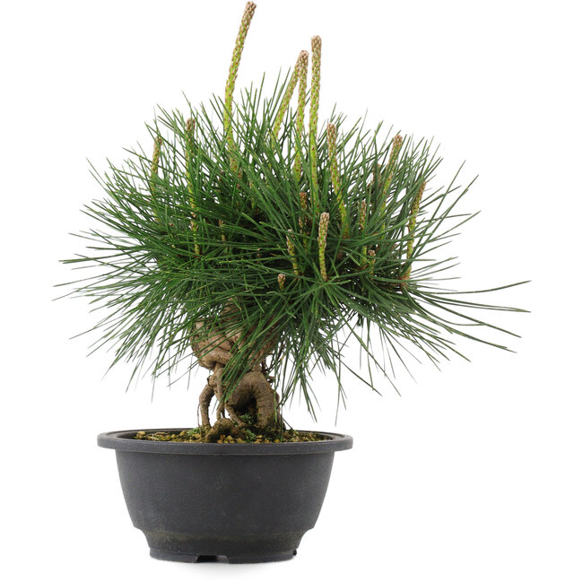 Pinus thunbergii, 22 cm, ± 18 ans