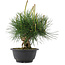 Pinus thunbergii, 22 cm, ± 18 years old