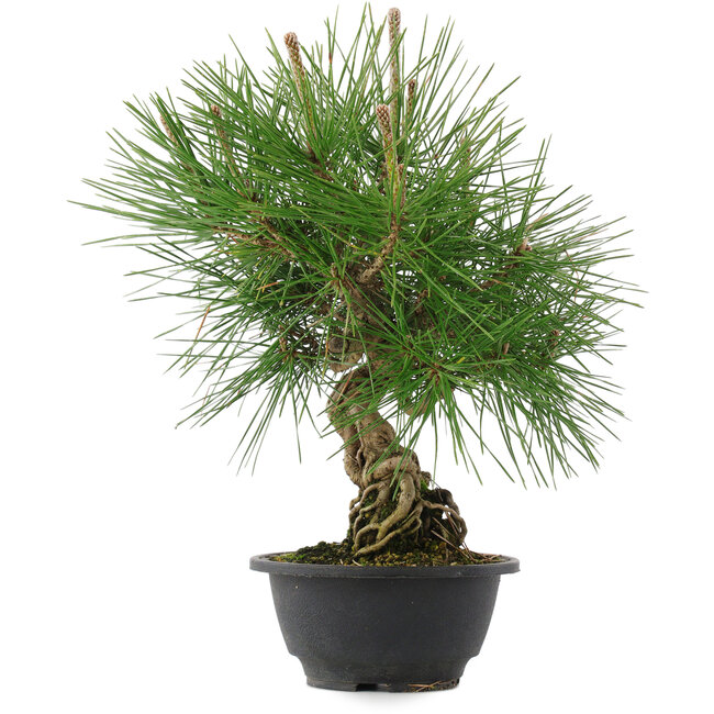 Pinus thunbergii, 31,5 cm, ± 18 anni