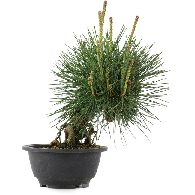 Pinus thunbergii, 22 cm, ± 18 años