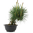 Pinus thunbergii, 22 cm, ± 18 years old