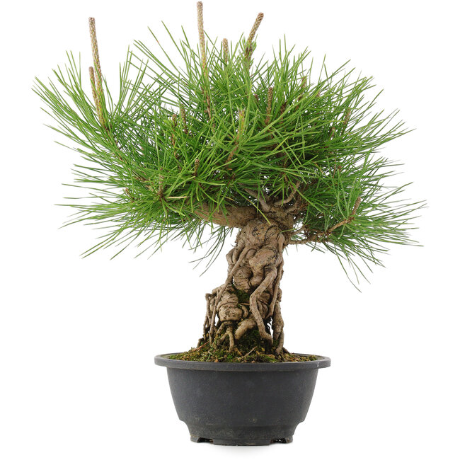 Pinus thunbergii, 30 cm, ± 18 years old