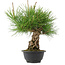 Pinus thunbergii, 30 cm, ± 18 years old