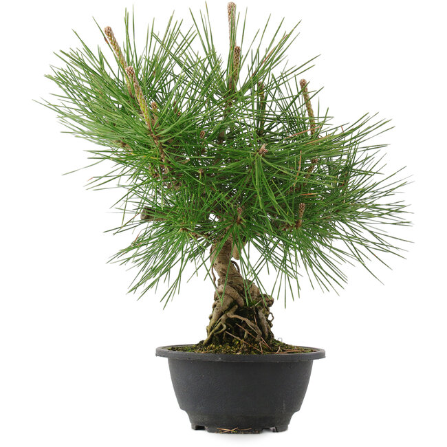 Pinus thunbergii, 31,5 cm, ± 18 years old
