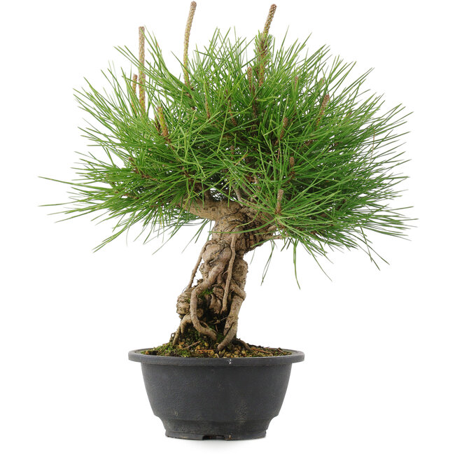 Pinus thunbergii, 30 cm, ± 18 jaar oud