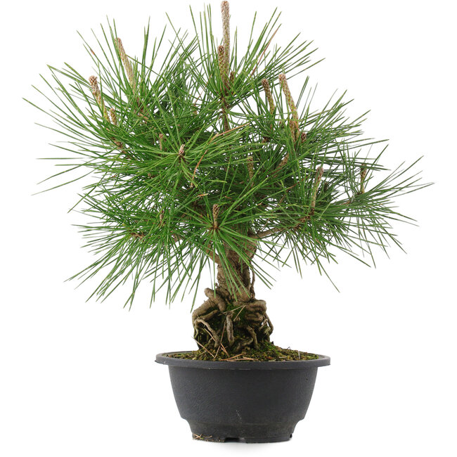 Pinus thunbergii, 31,5 cm, ± 18 jaar oud