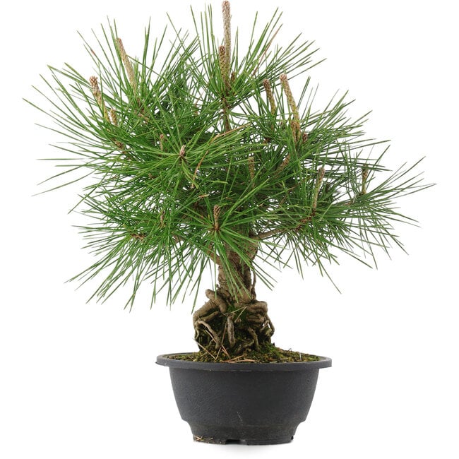 Pinus thunbergii, 31,5 cm, ± 18 Jahre alt