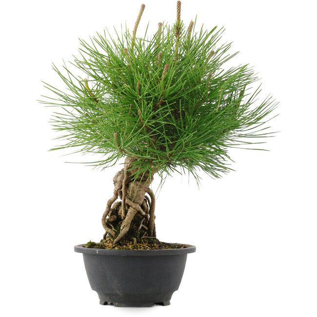 Pinus thunbergii, 30 cm, ± 18 Jahre alt