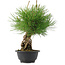 Pinus thunbergii, 30 cm, ± 18 years old