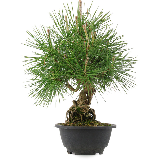 Pinus thunbergii, 31,5 cm, ± 18 ans