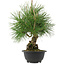 Pinus thunbergii, 31,5 cm, ± 18 years old
