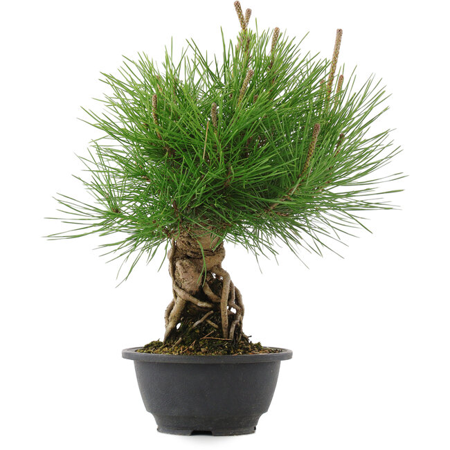 Pinus thunbergii, 30 cm, ± 18 jaar oud