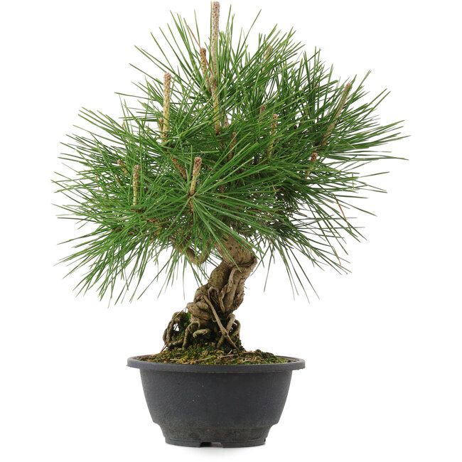 Pinus thunbergii, 31,5 cm, ± 18 jaar oud