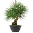 Pinus thunbergii, 31,5 cm, ± 18 years old