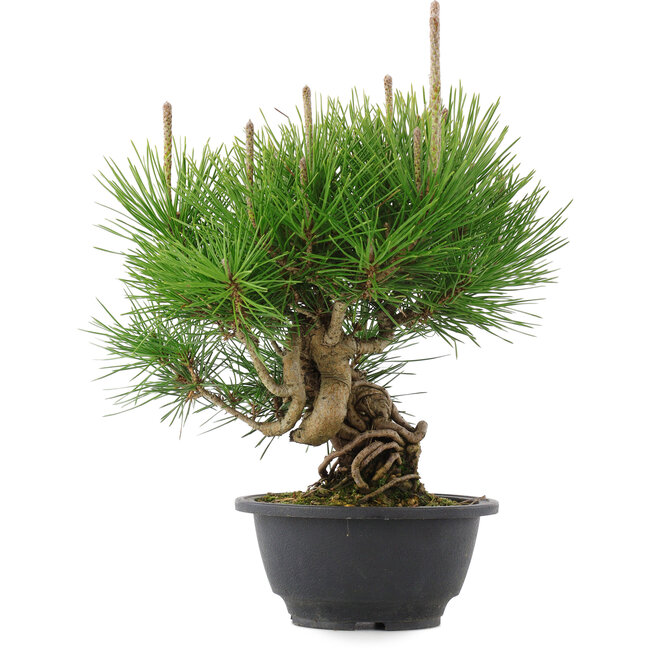 Pinus thunbergii, 25 cm, ± 18 years old