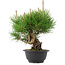Pinus thunbergii, 25 cm, ± 18 years old