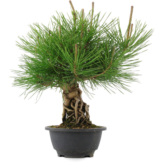 Pinus thunbergii, 30 cm, ± 18 ans
