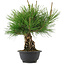 Pinus thunbergii, 30 cm, ± 18 years old