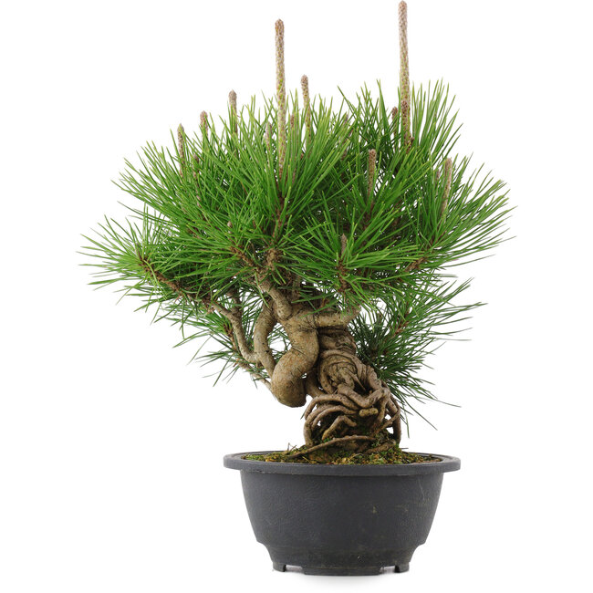 Pinus thunbergii, 25 cm, ± 18 años