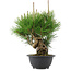 Pinus thunbergii, 25 cm, ± 18 years old
