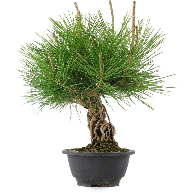 Pinus thunbergii, 30 cm, ± 18 Jahre alt