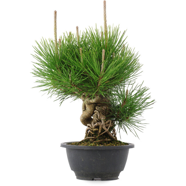 Pinus thunbergii, 25 cm, ± 18 años