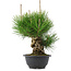 Pinus thunbergii, 25 cm, ± 18 years old