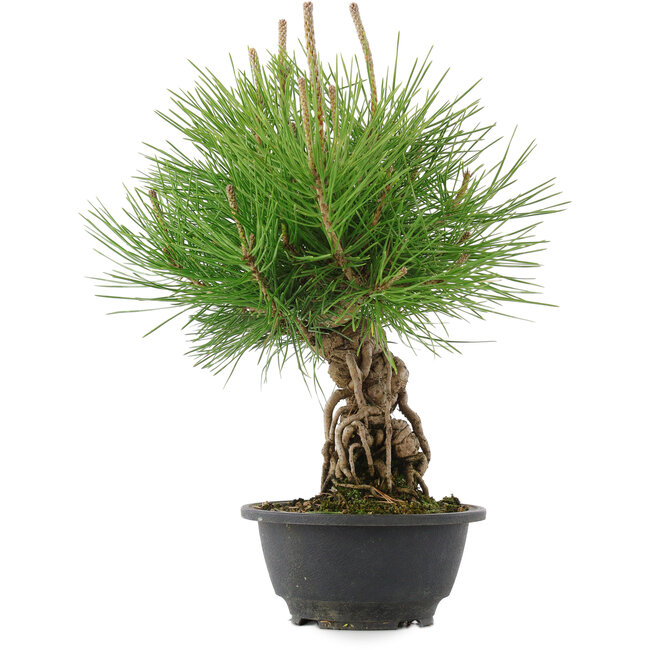 Pinus thunbergii, 30 cm, ± 18 anni