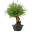Pinus thunbergii, 30 cm, ± 18 years old